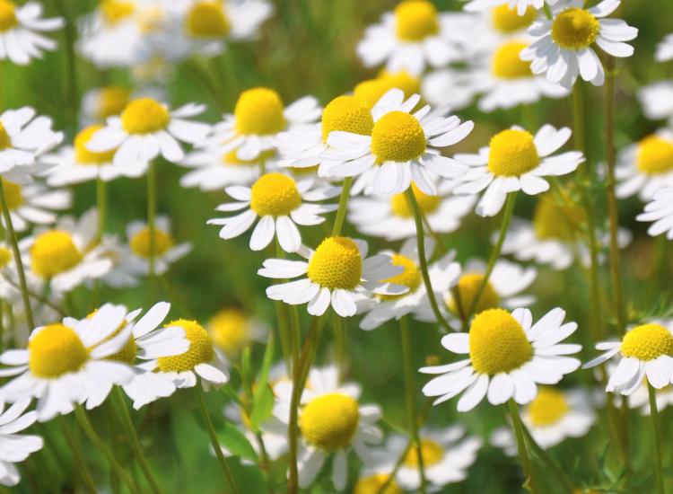 Chamomile