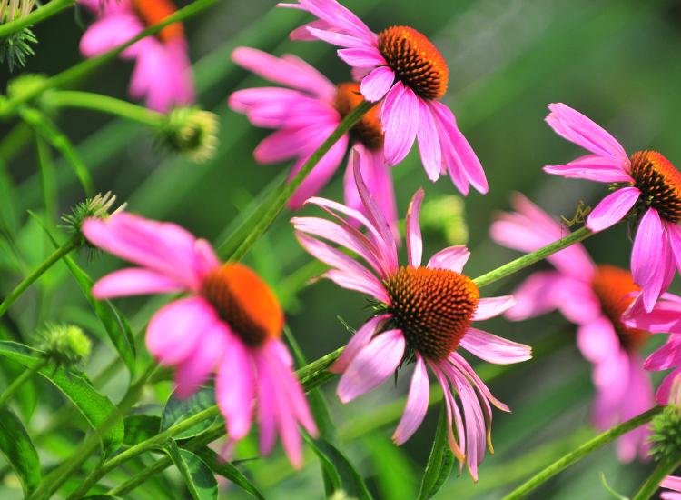 Echinacea