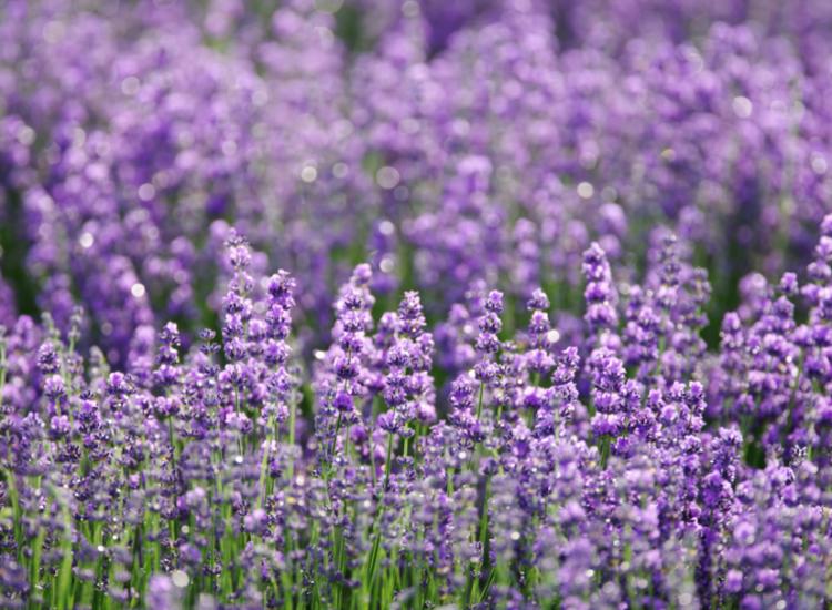 Lavender