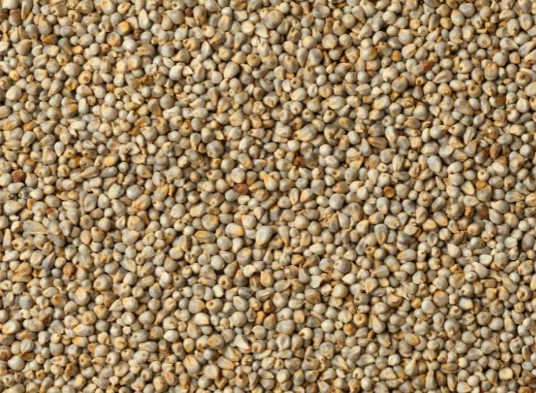 Nutritional Profile of Millet