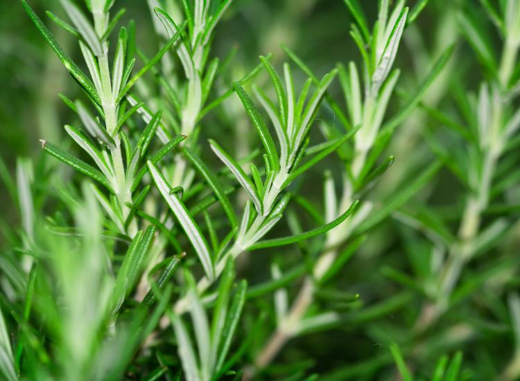 Rosemary